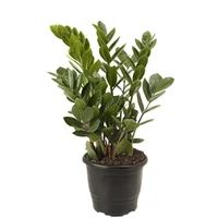 ZAMIOCULCAS P17