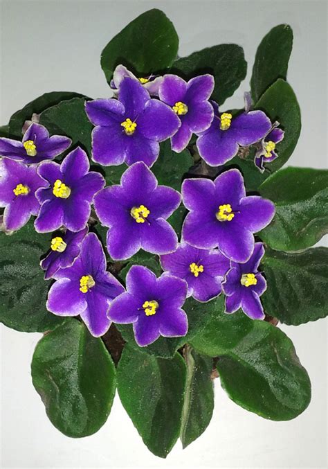 VIOLETA