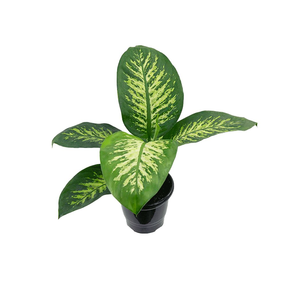DIEFFENBACHIA TROPIC SNOW P17