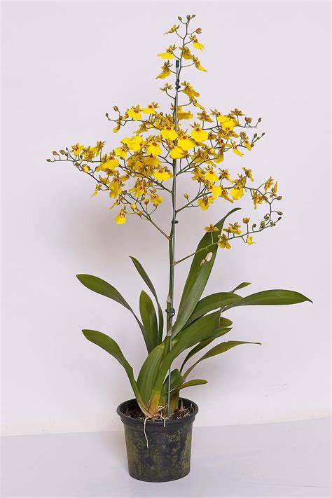 ORQUIDEAS ONCIDIUM P14