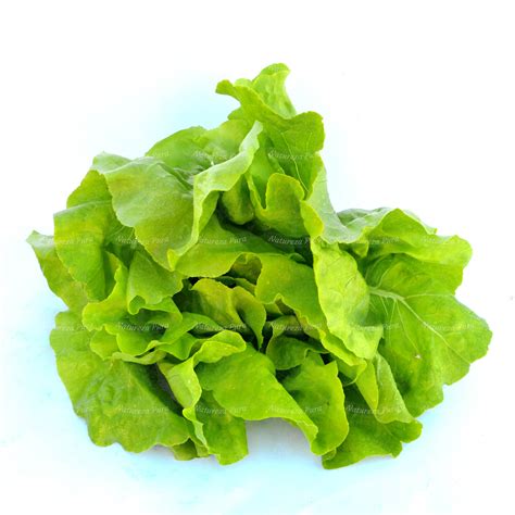 ALFACE LISA CAISP ORGANICA