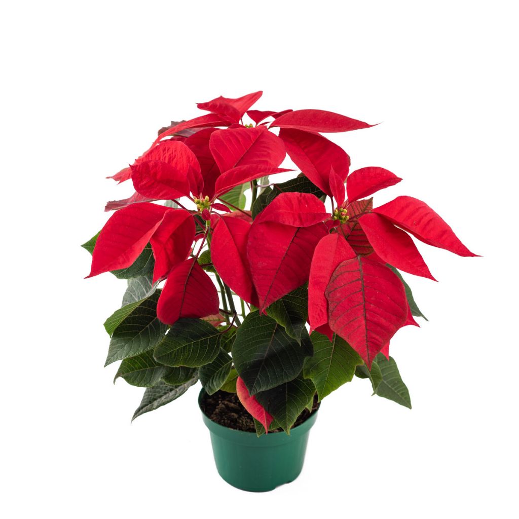 POINSETIA VERMELHA P14