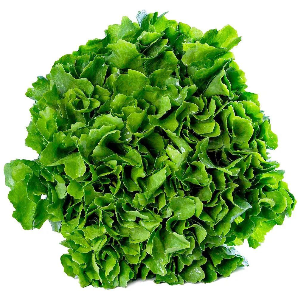 ESCAROLA CAPELA ORGANICO UNIDADE