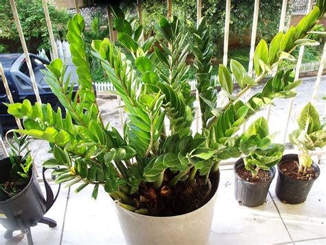 ZAMIOCULCAS P17