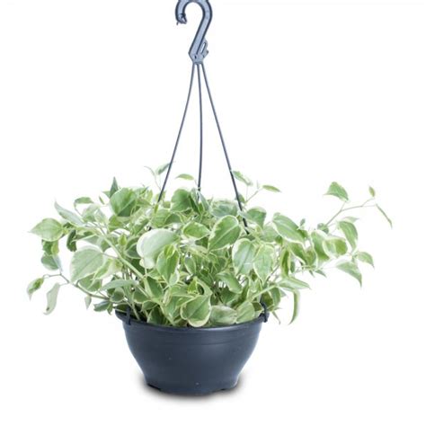 PEPEROMIA SCANDENS C21 PT NAC