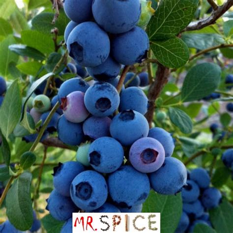 BLUEBERRIES (MIRTILLOS)