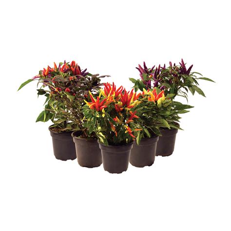 PIMENTA ORNAMENTAL P14