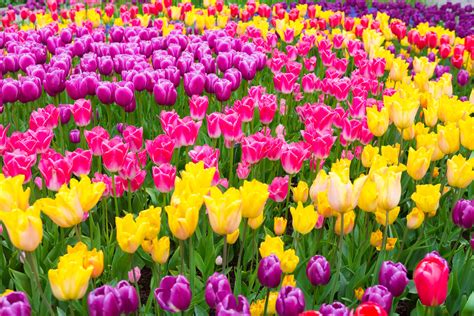 TULIPA FLOR P12