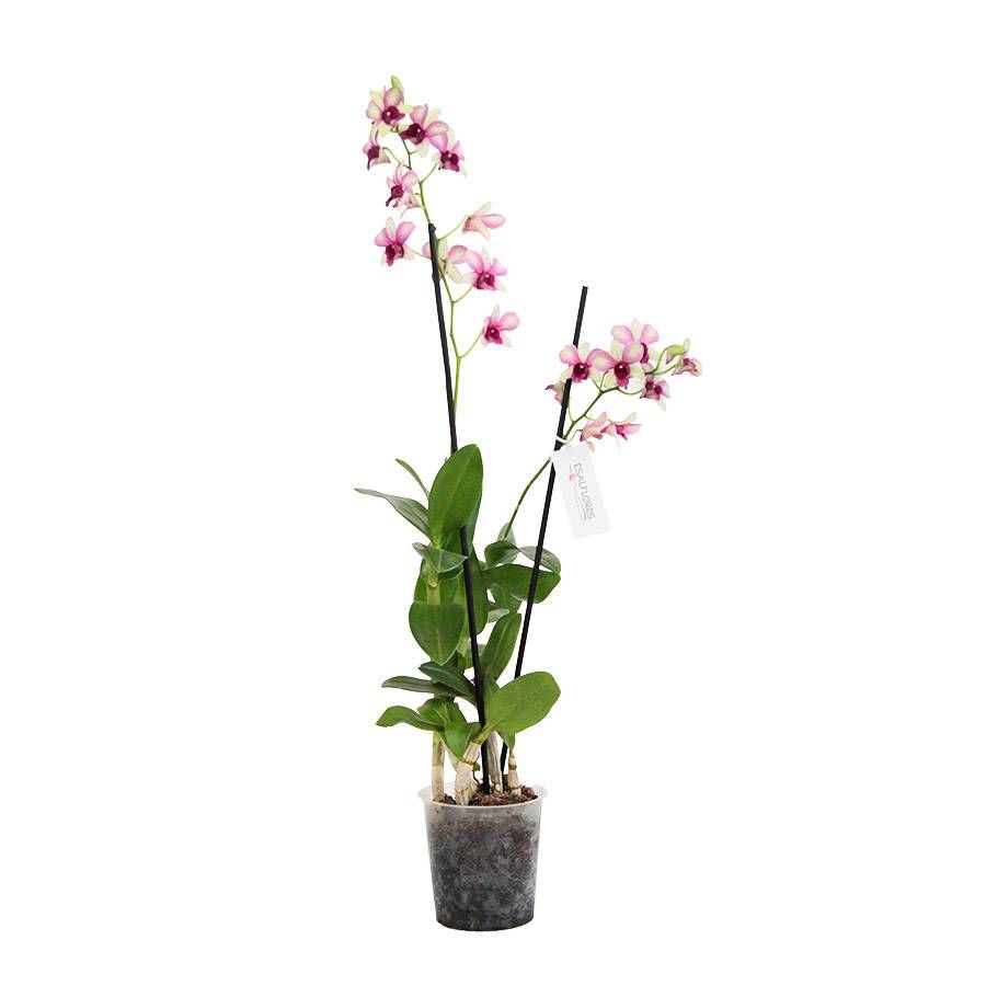 ORQUIDEAS DENPHALAEN P13