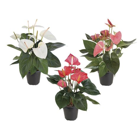 ANTHURIUM P15