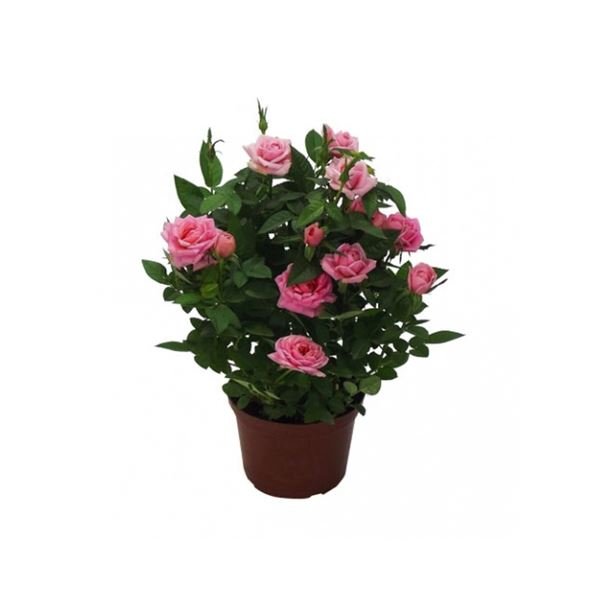 ROSEIRA MINI P13