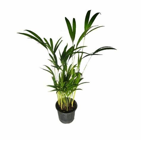 PALMEIRA ARECA BAMBU P11