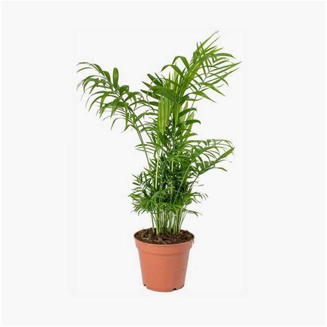 PALMEIRA CHAMAEDOREA P11