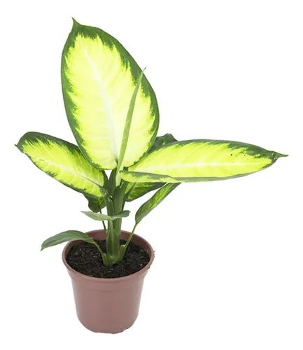 DIEFFENBACHIA CAMILLA P17