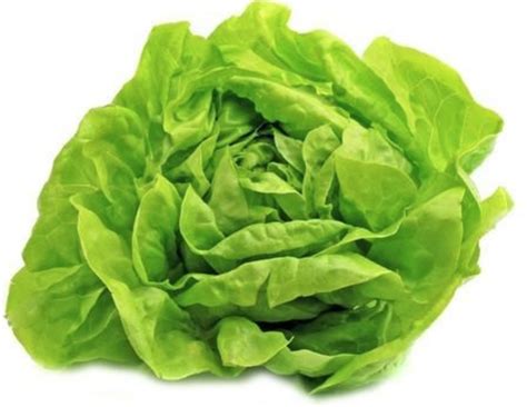 ALFACE LISA HIDROPONICA CAISP