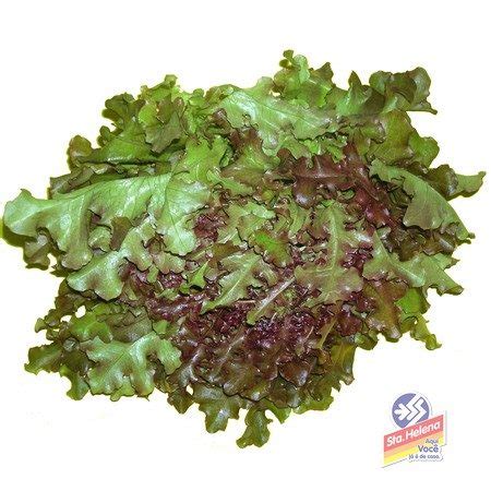 ALFACE CRESPA ROXA ORGANICO CAPELA