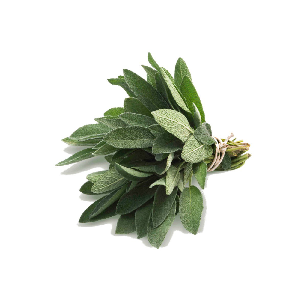 SALVIA SHIMODA UNIDADE