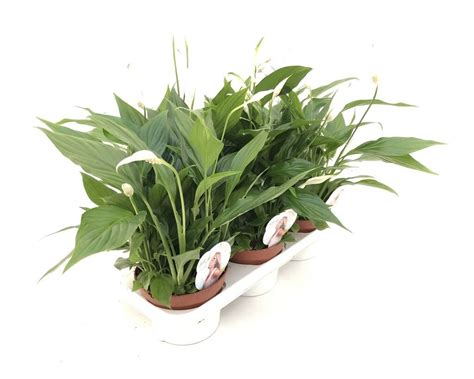 SPATHIPHYLLUM LIRIO PAZ P15