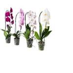 ORQUIDEAS PHALAENOPSIS FLORES CASCATA