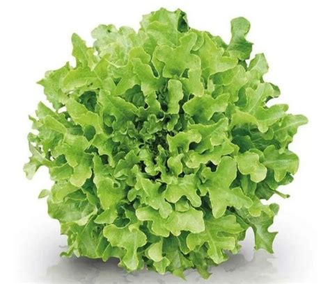 ALFACE MIMOSA CAISP ORG