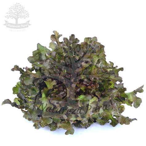 ALFACE CRESPA ROXA ORGANICA CAISP