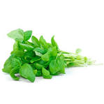 HORTELA HORT SHIMODA