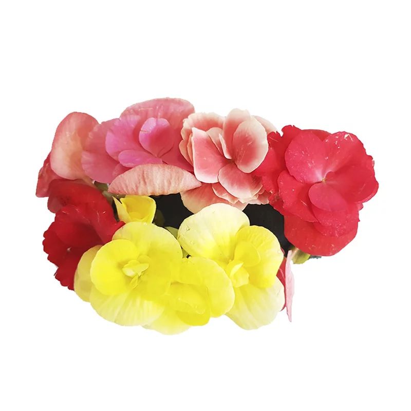 FLOR COMESTIVEL BDJ